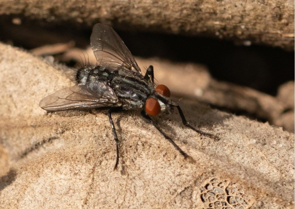 Sarcophagidae: Sarcophaga sp.