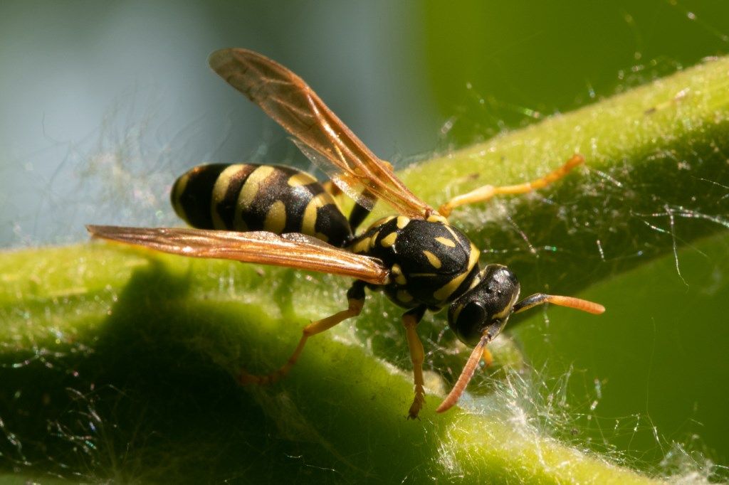 Vespidae: Polistes cfr. dominula, femmina