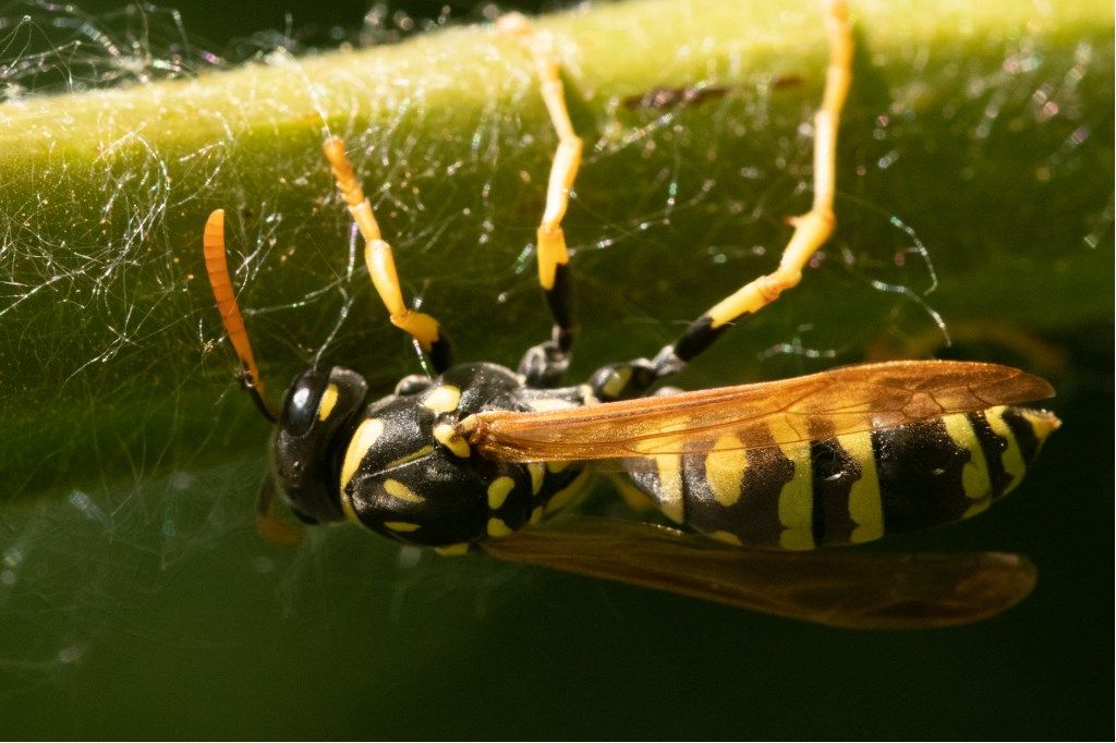 Vespidae: Polistes cfr. dominula, femmina