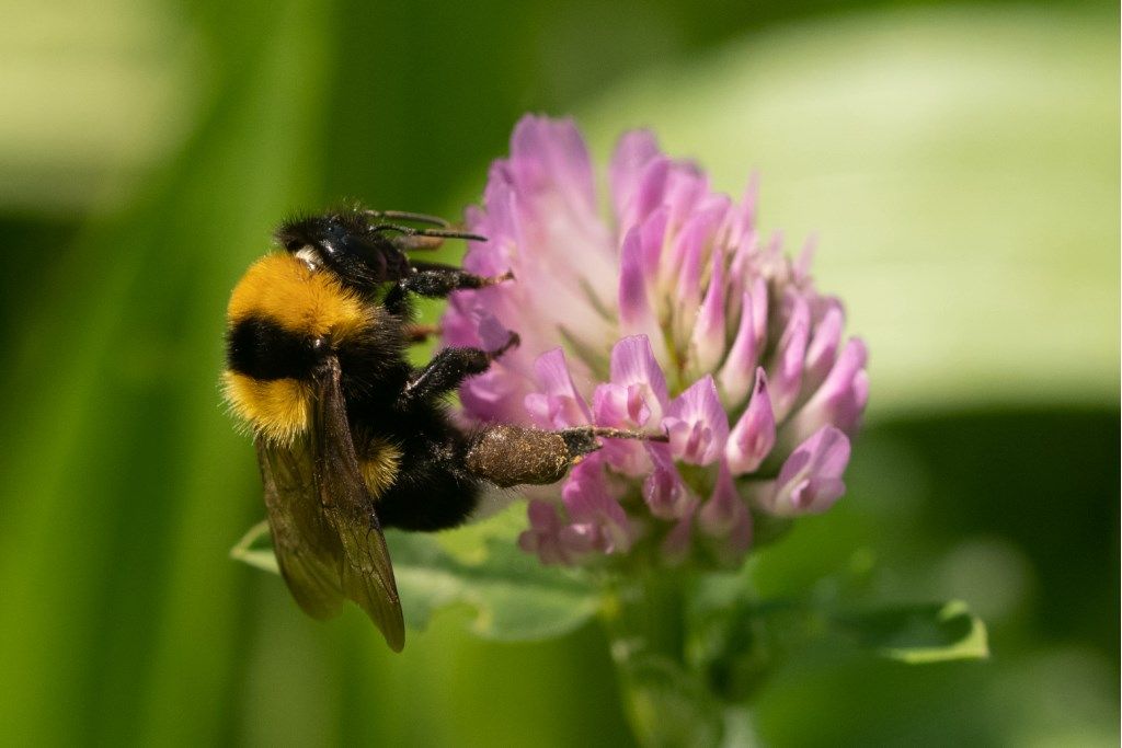 Apidae: Bombus ruderatus? S.