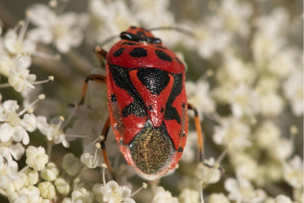 Eurydema ornata ? S !