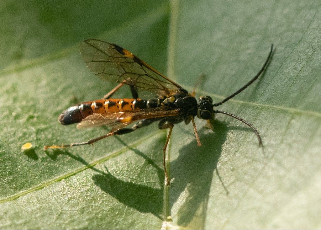 Tenthredinidae: Tenthredopsis sp.