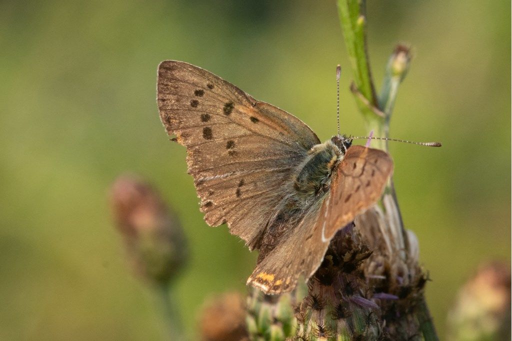 Lycaena tityrus