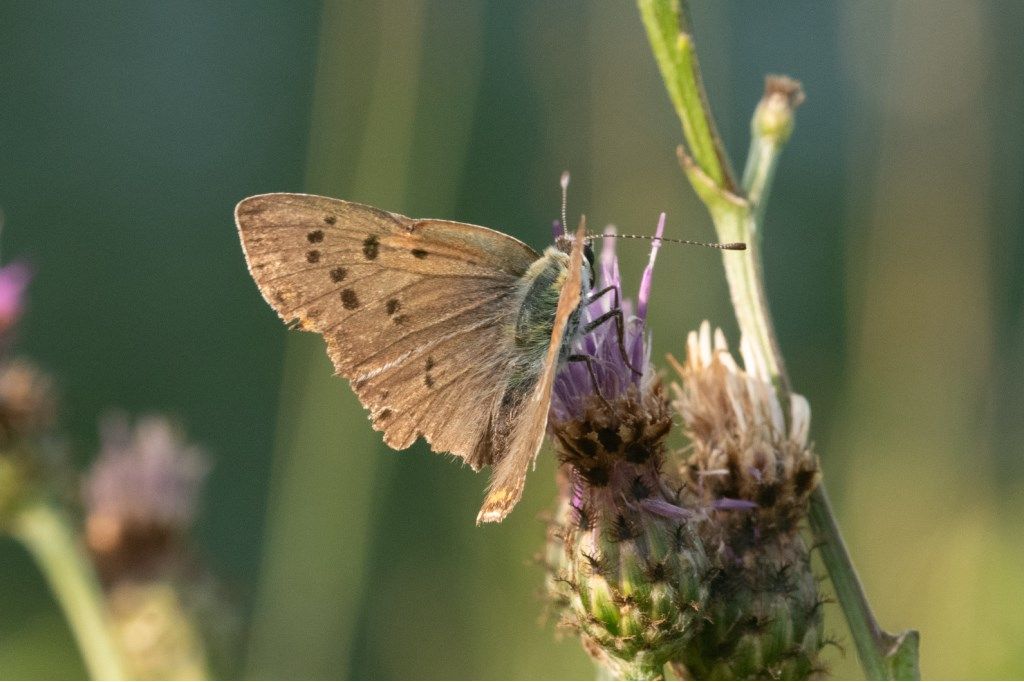 Lycaena tityrus