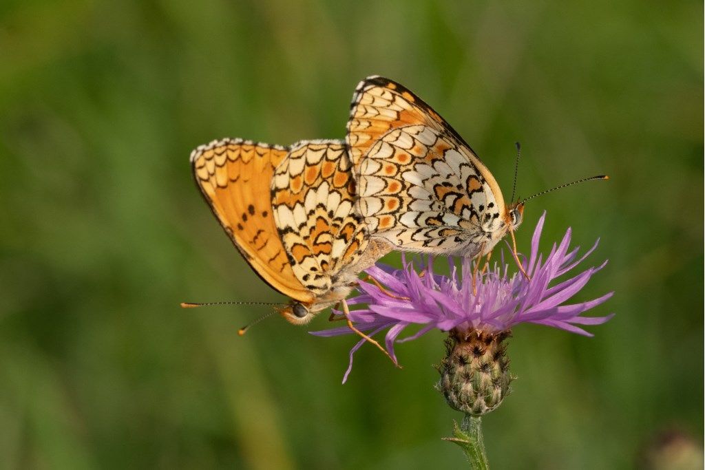 Melitaea didyma ?