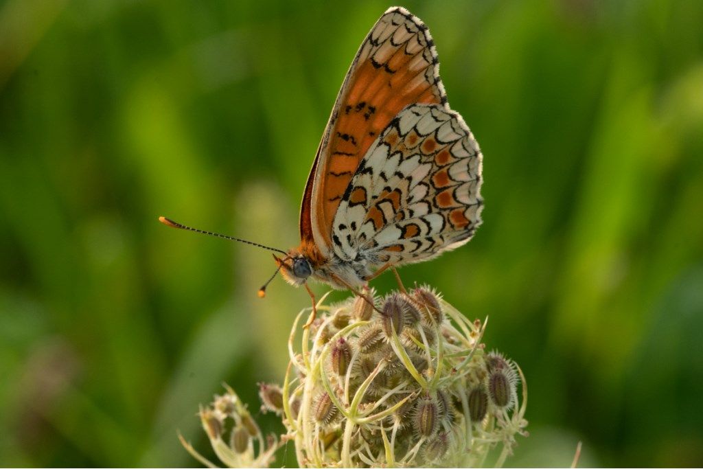 Melitaea didyma ?