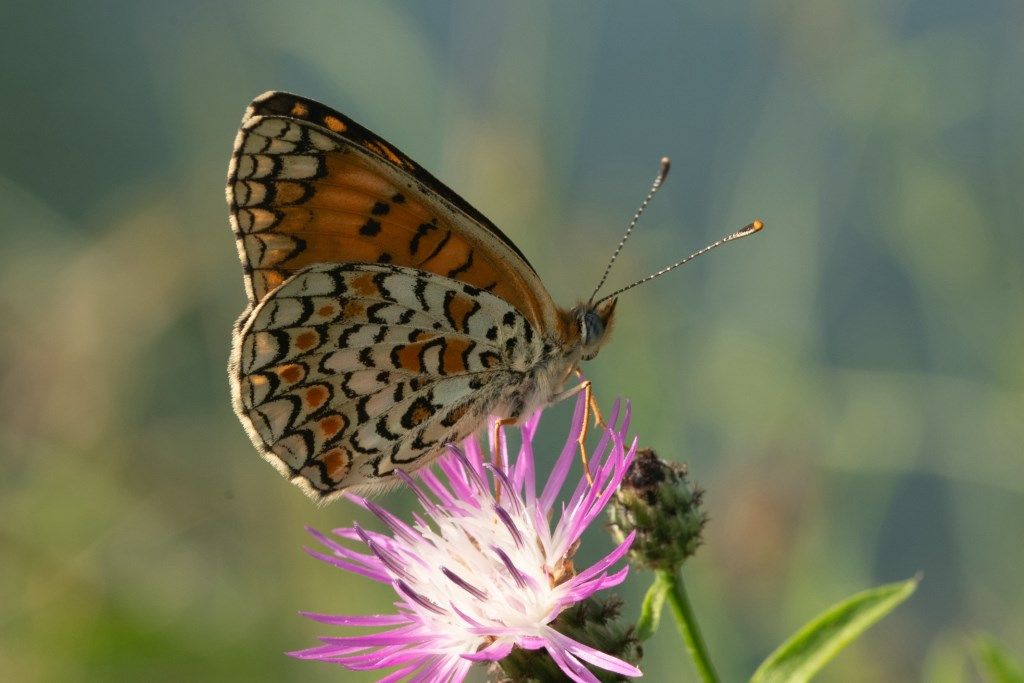 Melitaea didyma ?