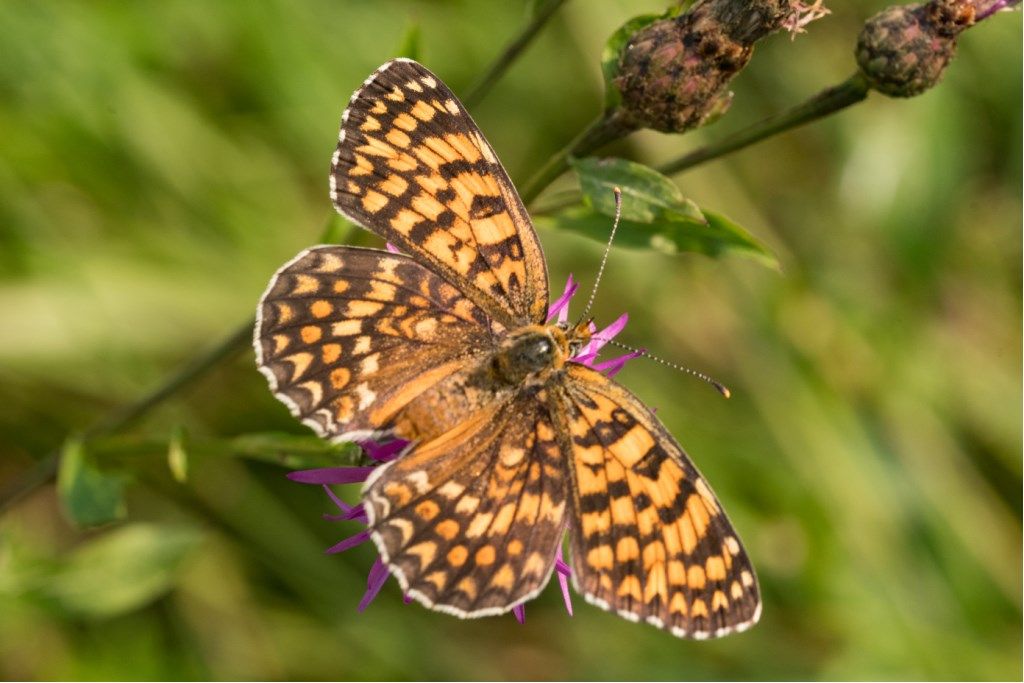 Farfalla da identificare