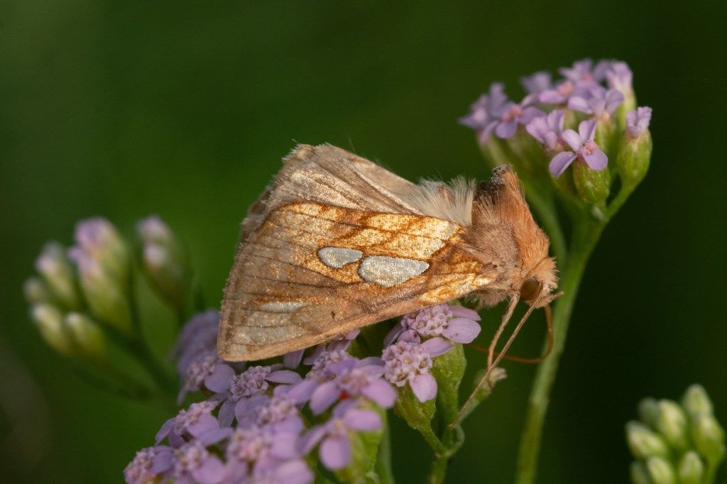 Plusia festucae - Noctuidae