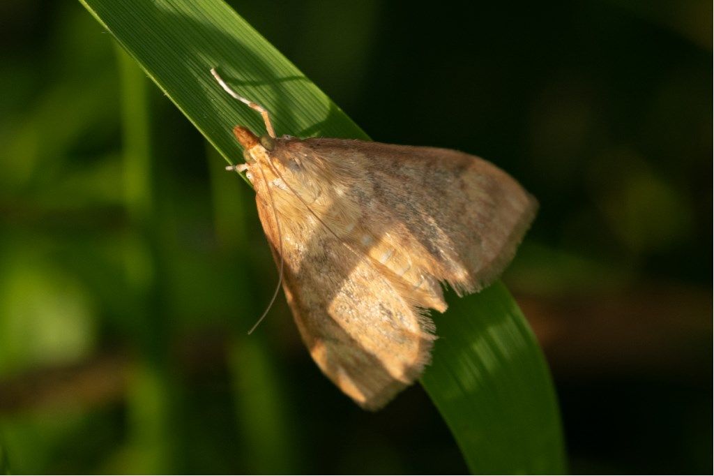 Farfallina da identificare