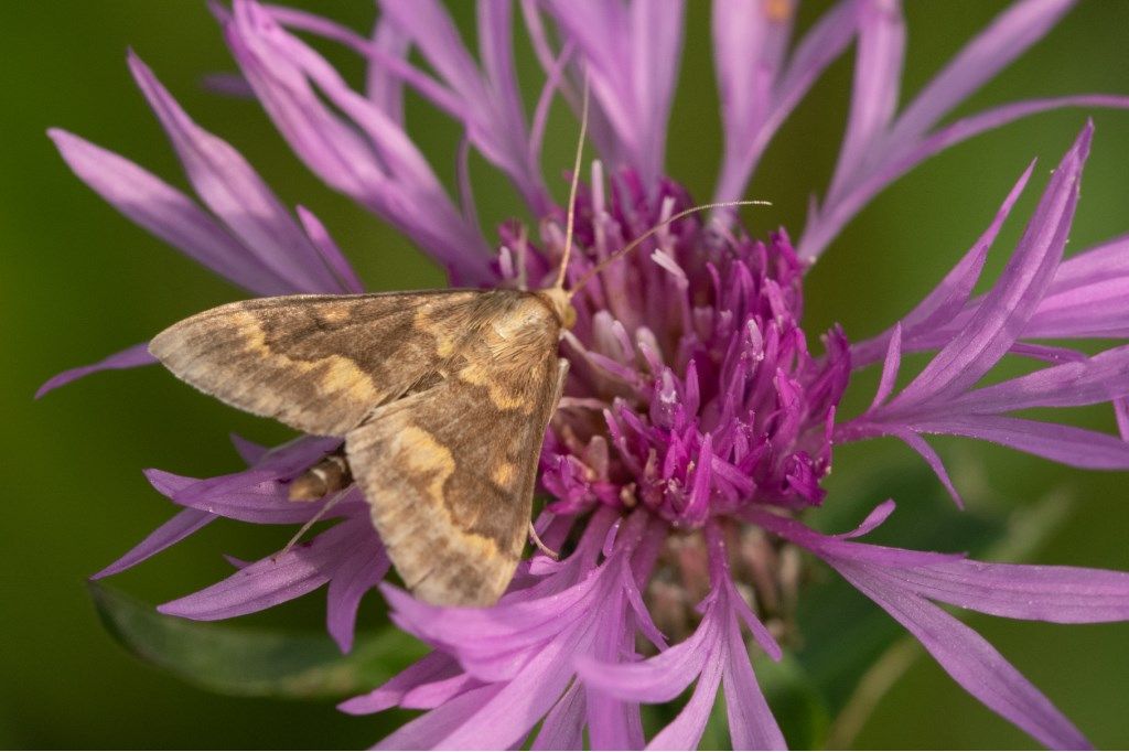 Ostrinia nubilalis - Crambidae