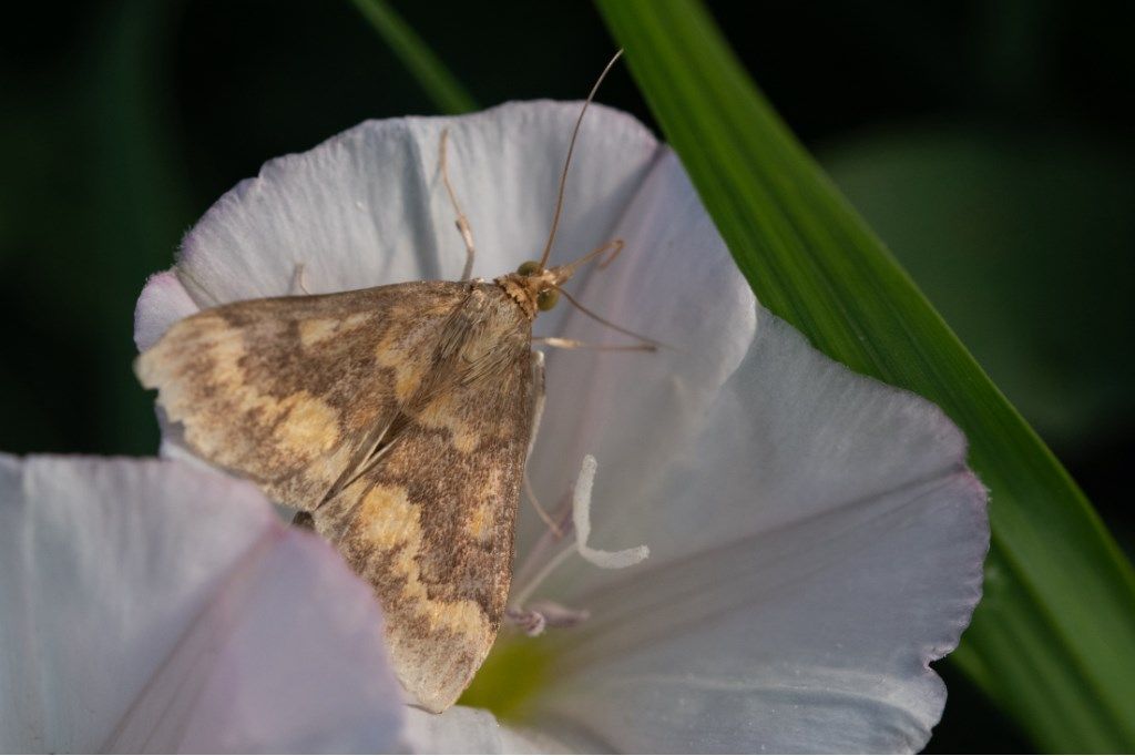 Ostrinia nubilalis - Crambidae