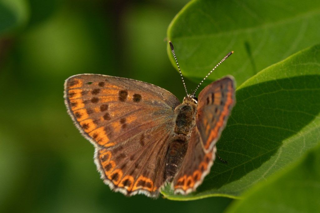 Farfallina da identificare