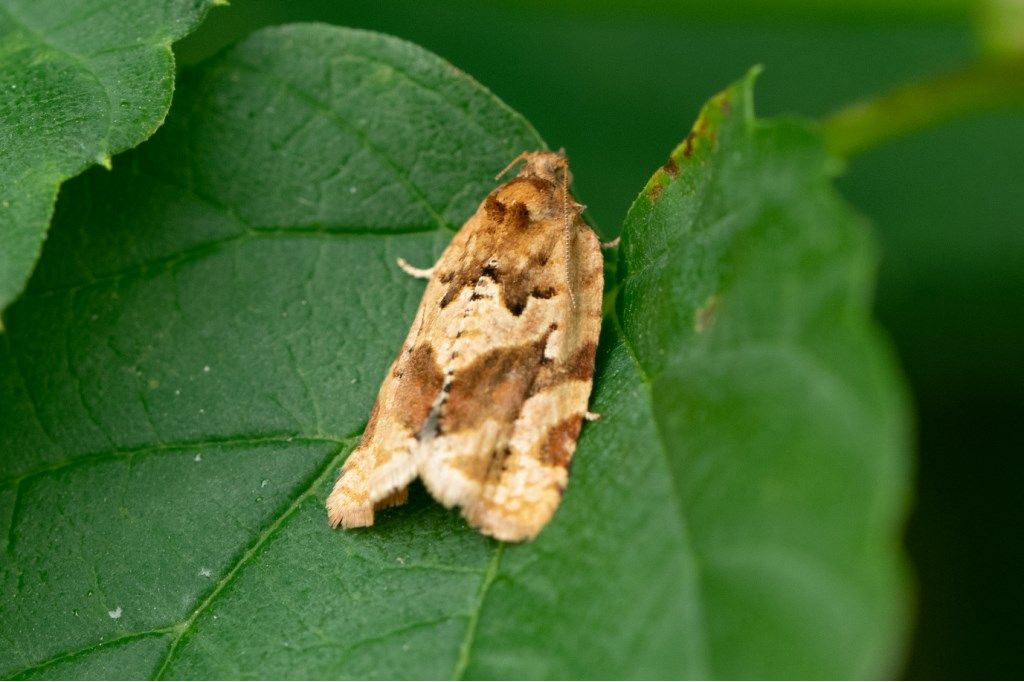 Farfallina da identificare