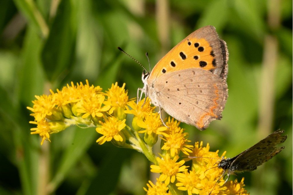 farfalla da identificare: Lycaena phlaeas? S