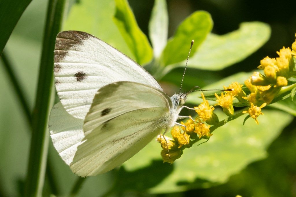 Pieris napi? S