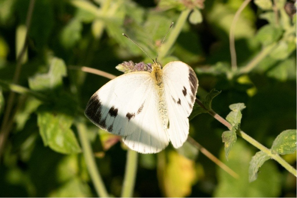 Pieris napi? S