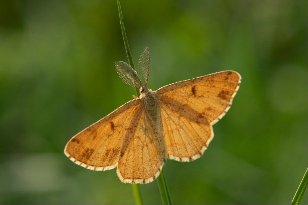 Ematurga atomaria - Geometridae ?  S !