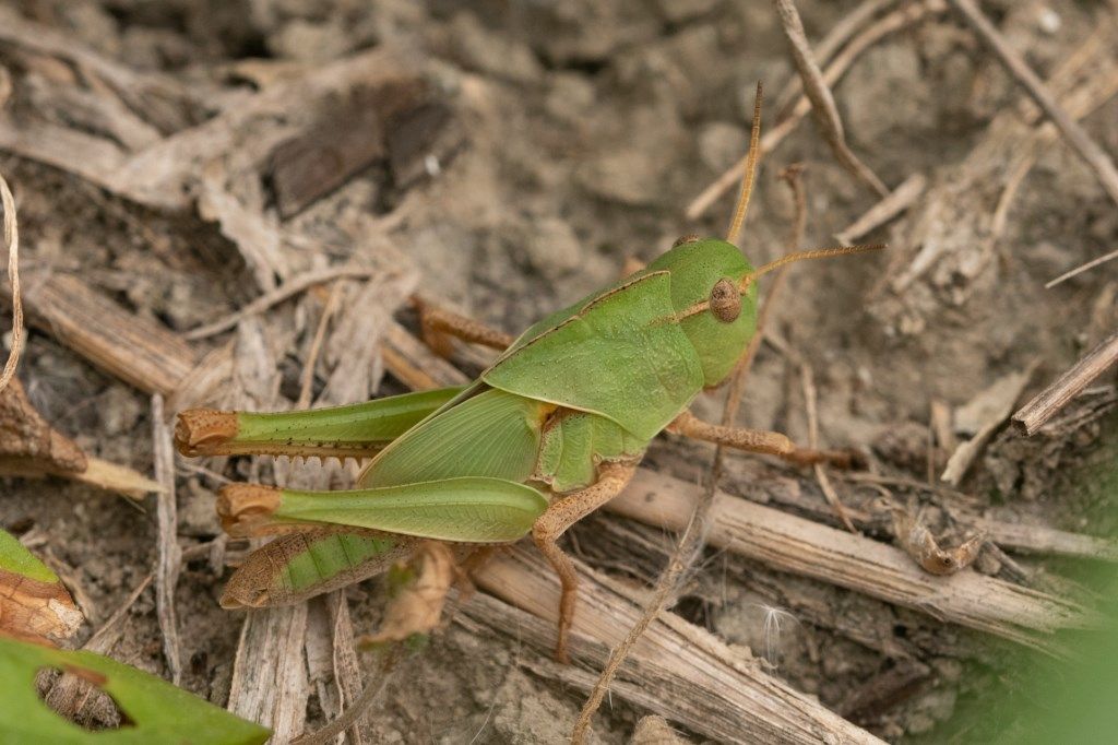 Ninfa di Locusta migratoria