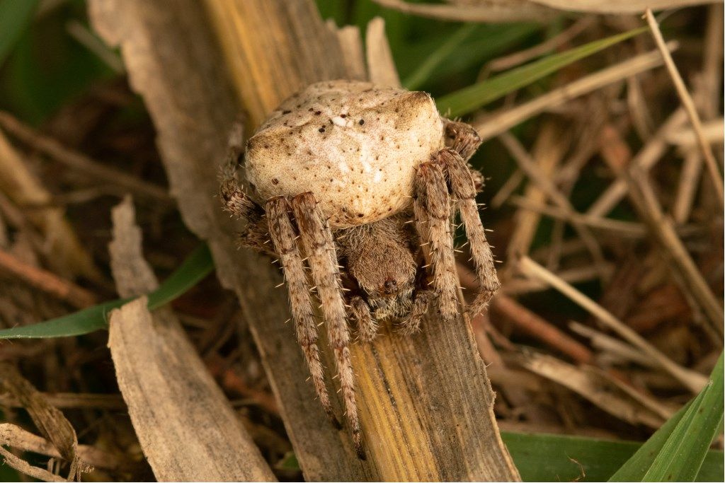 Araneus angulatus - Crema (CR)