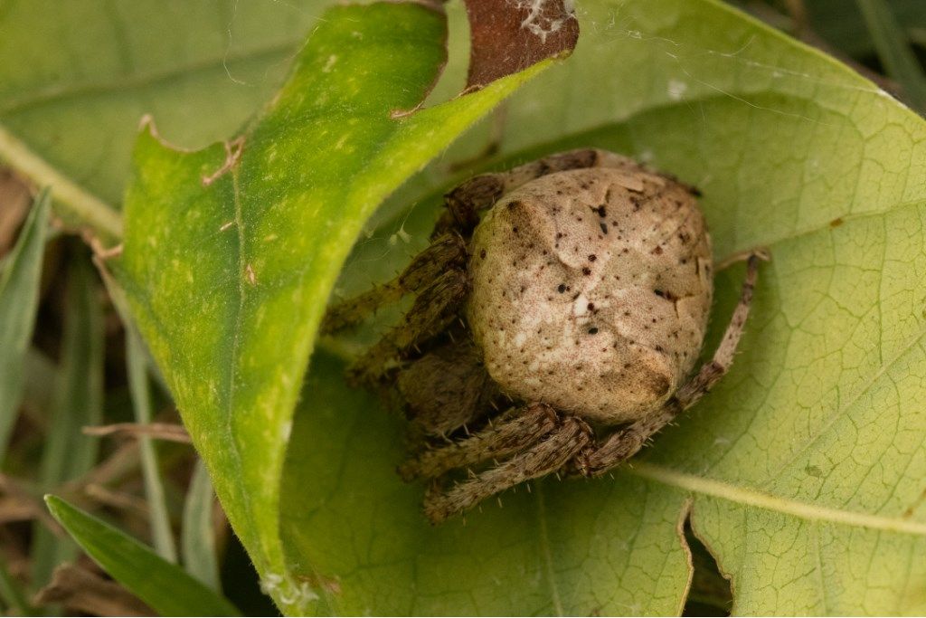 Araneus angulatus - Crema (CR)