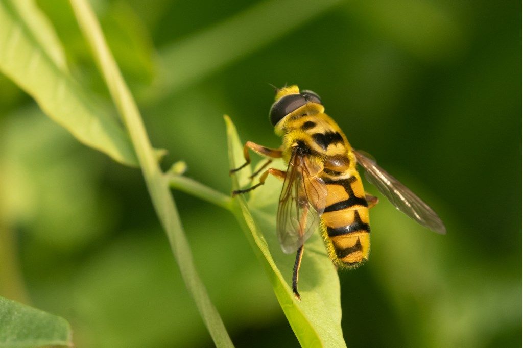 Syrphidae: Myiathropa florea?  S, maschio