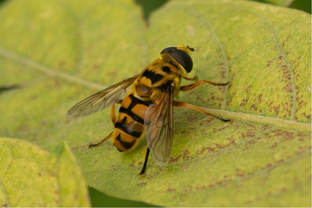 Syrphidae: Myiathropa florea?  S, maschio