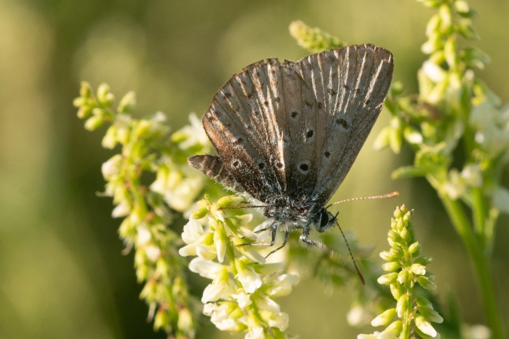 Farfalla da identificare