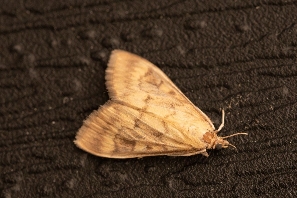 Farfallina da identificare: Ostrinia nubilalis - Crambidae