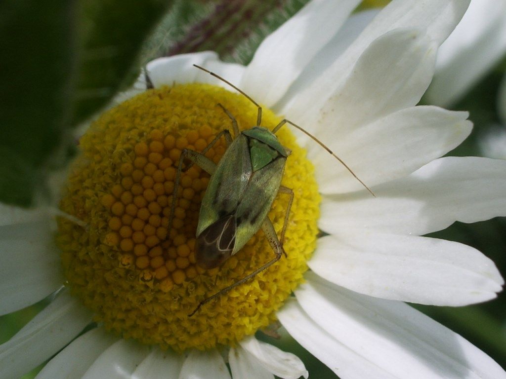 Miridae: Closterotomus norwegicus