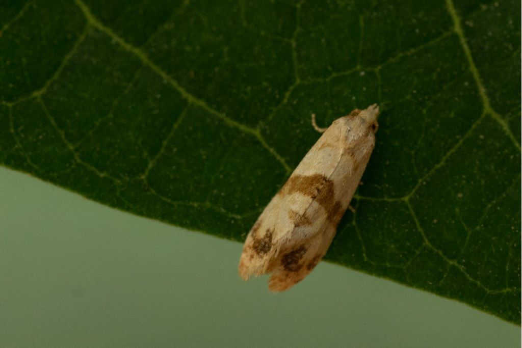 Phalonidia contractana - Trotricidae