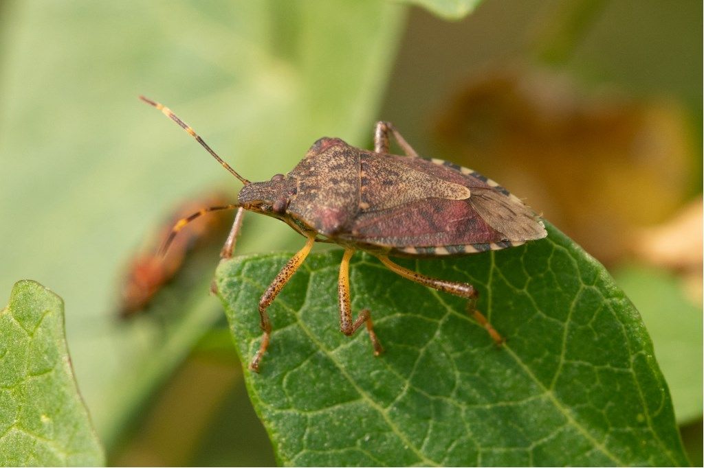 Pentatomidae: Halyomorpha halys