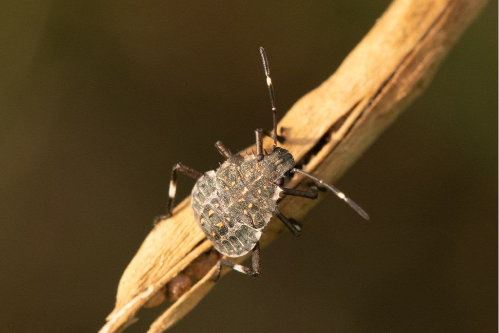 Pentatomidae: ninfa di Halyomorpha halys