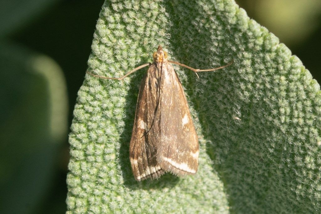 Farfallina da identificare: Loxostege sticticalis - Crambidae