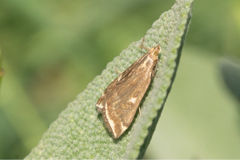 Farfallina da identificare: Loxostege sticticalis - Crambidae