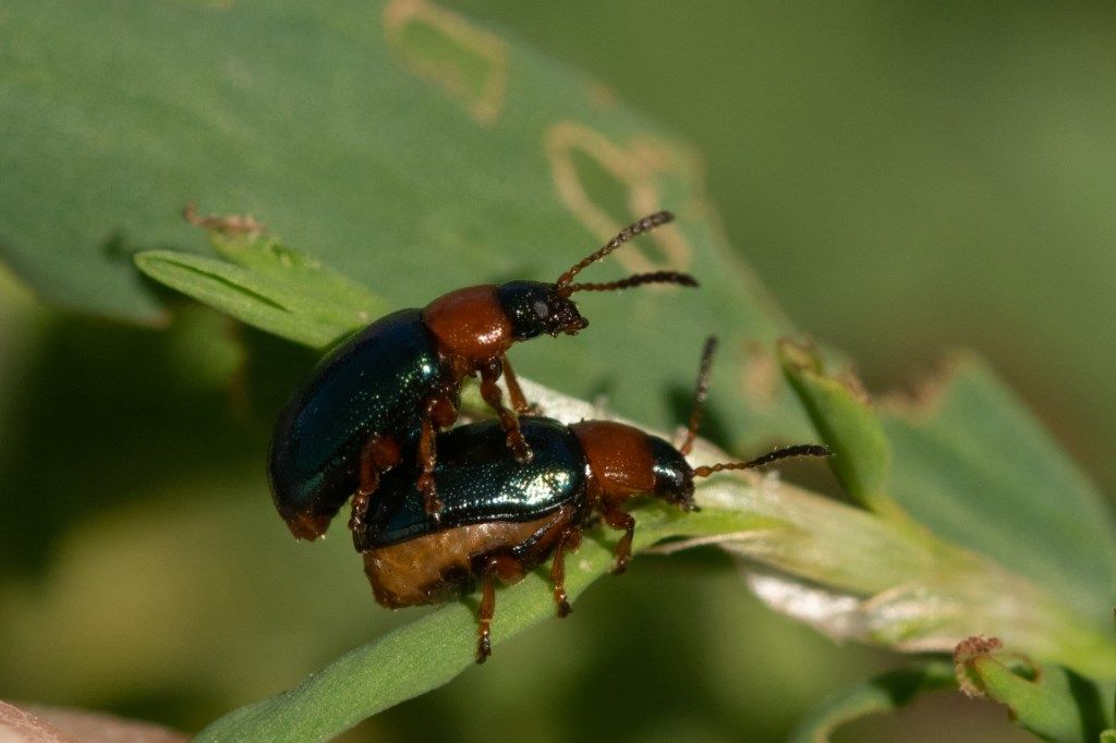Chrysomelidae: coppia di Gastrophysa polygoni.