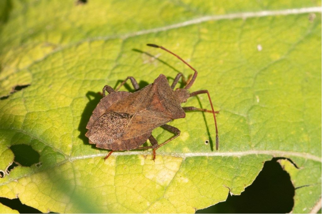 Coreidae:  Coreus marginatus?  S !