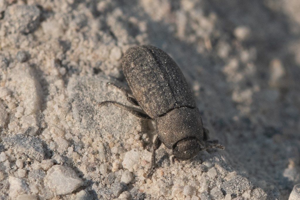 Gonocephalum granulatum ssp. nigrum, Tenebrionidae.