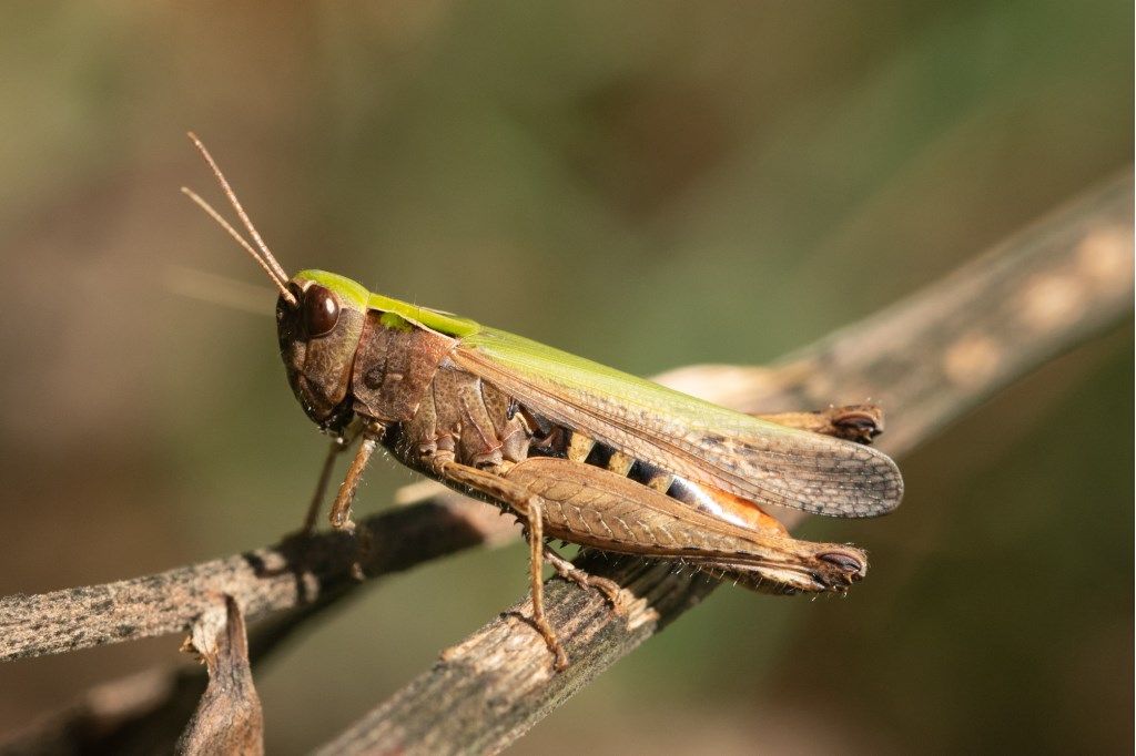 Omocestus rufipes, femmina