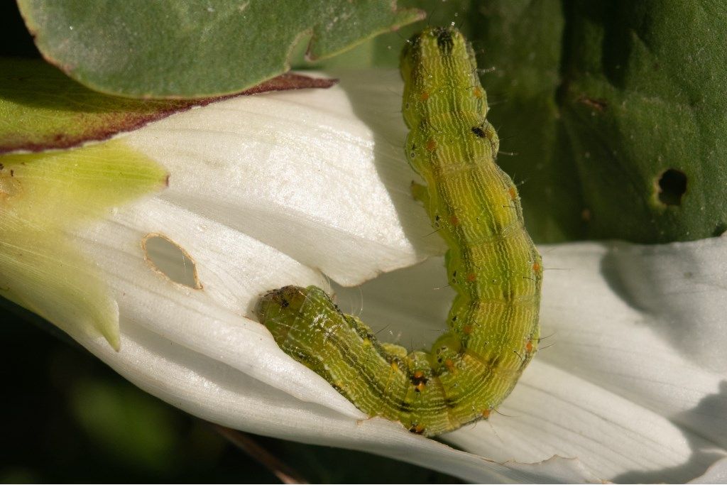 Bruco da determinare: Helicoverpa armigera - Noctuidae