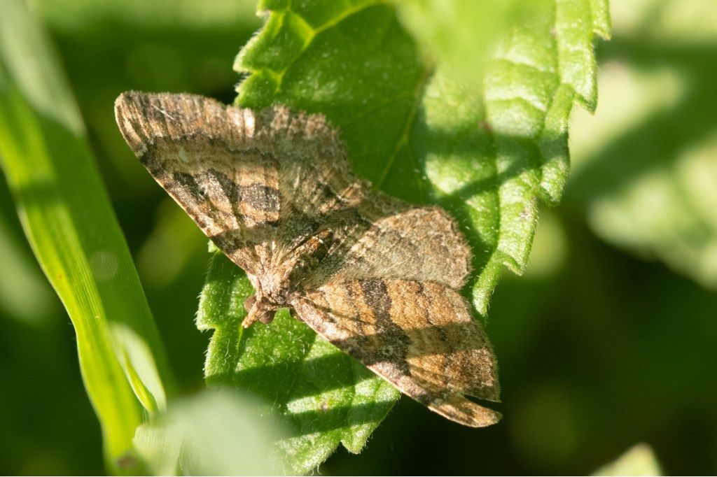 Nycterosea obstipata, maschio - Geometridae