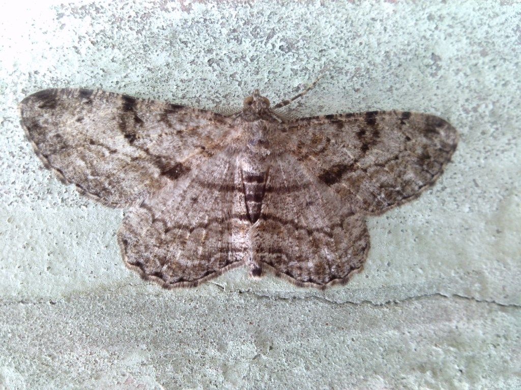 Peribatodes cfr.i rhomboidaria - Geometridae