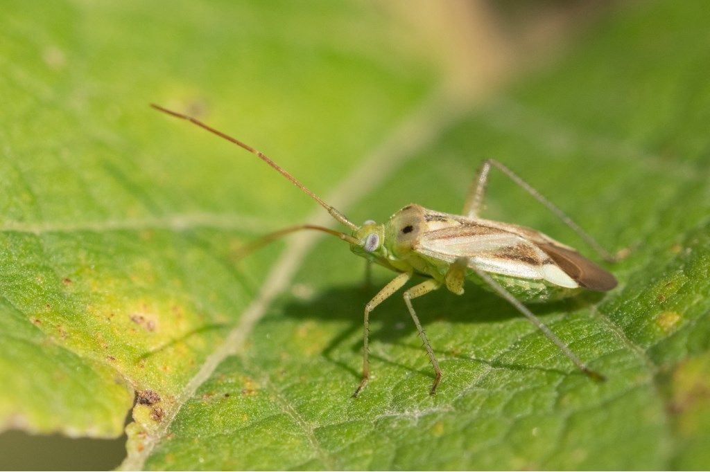 Miridae: Adelphocoris lineolatus