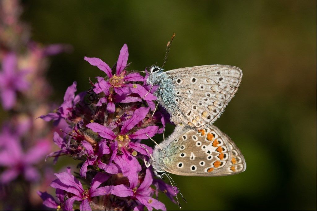 Polyommatus icarus - LYCAENIDAE ?