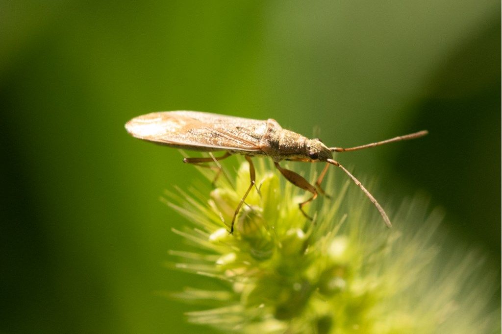 Lygaeidae: Paromius gracilis