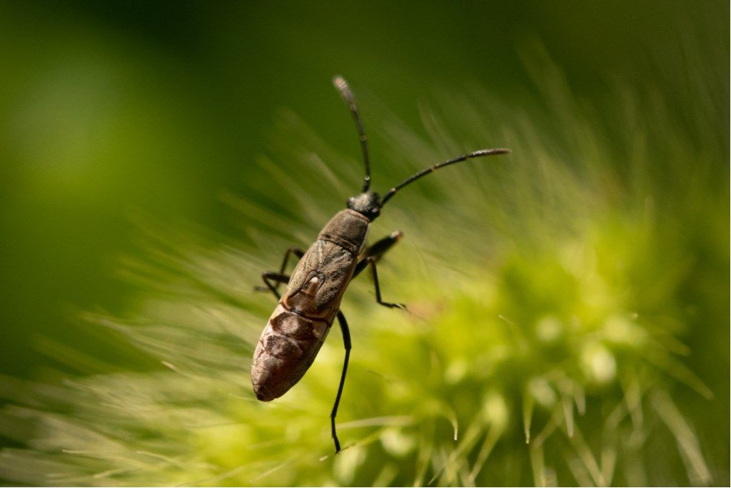 Lygaeidae: Paromius gracilis