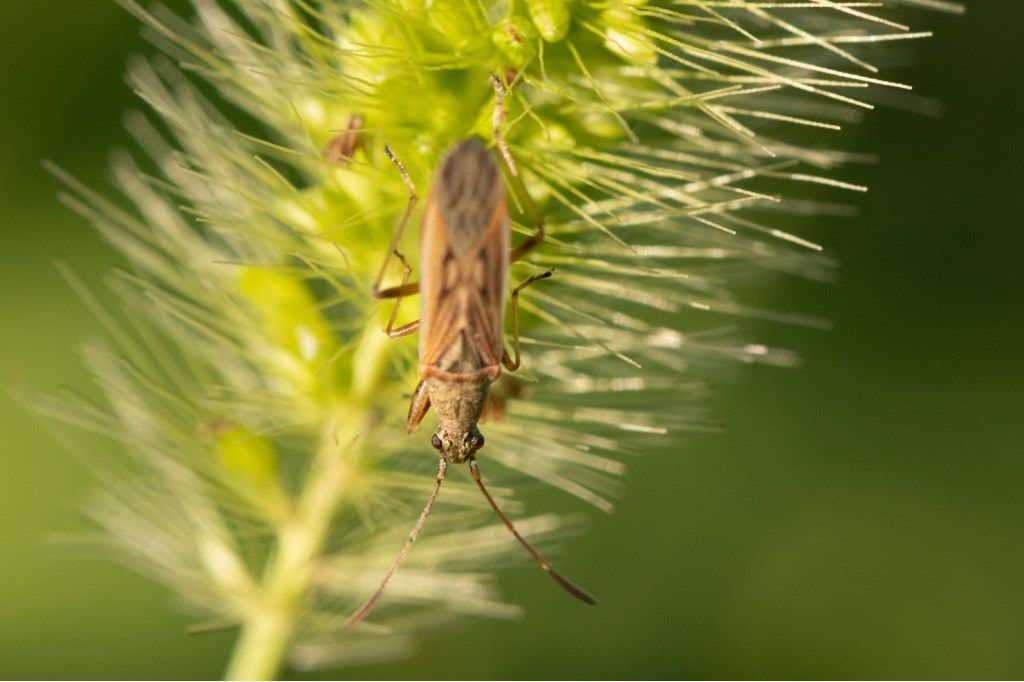 Lygaeidae: Paromius gracilis