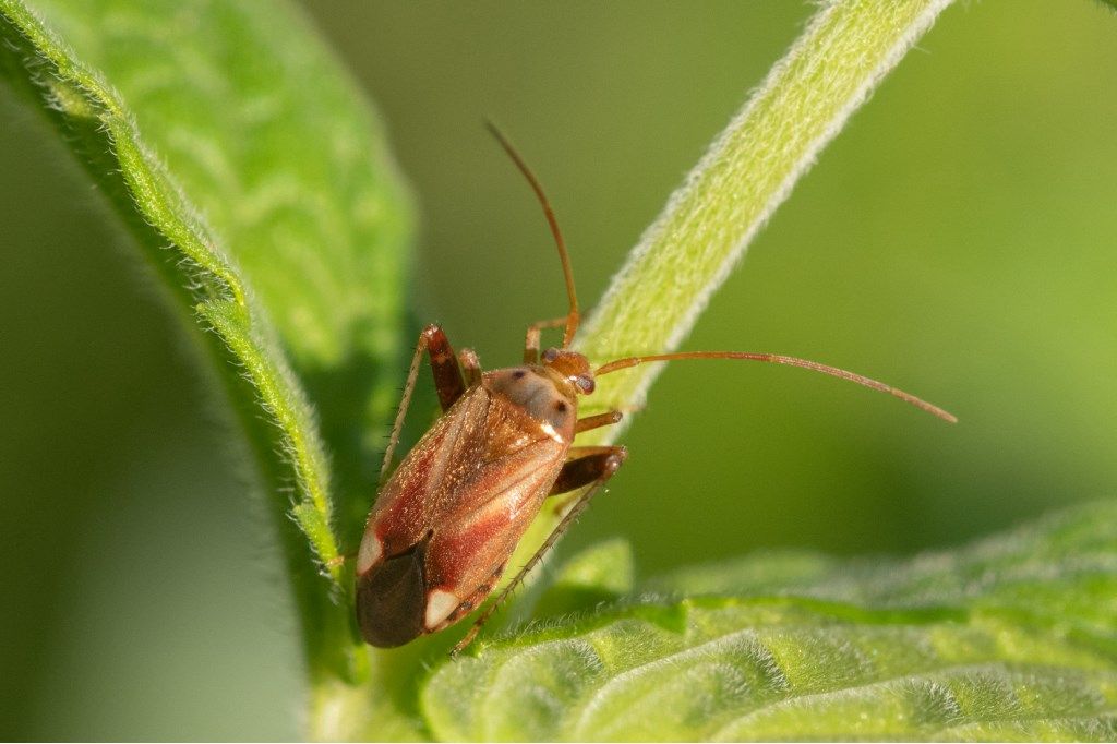 Miridae:  Adelphocoris ticiensis?  S !