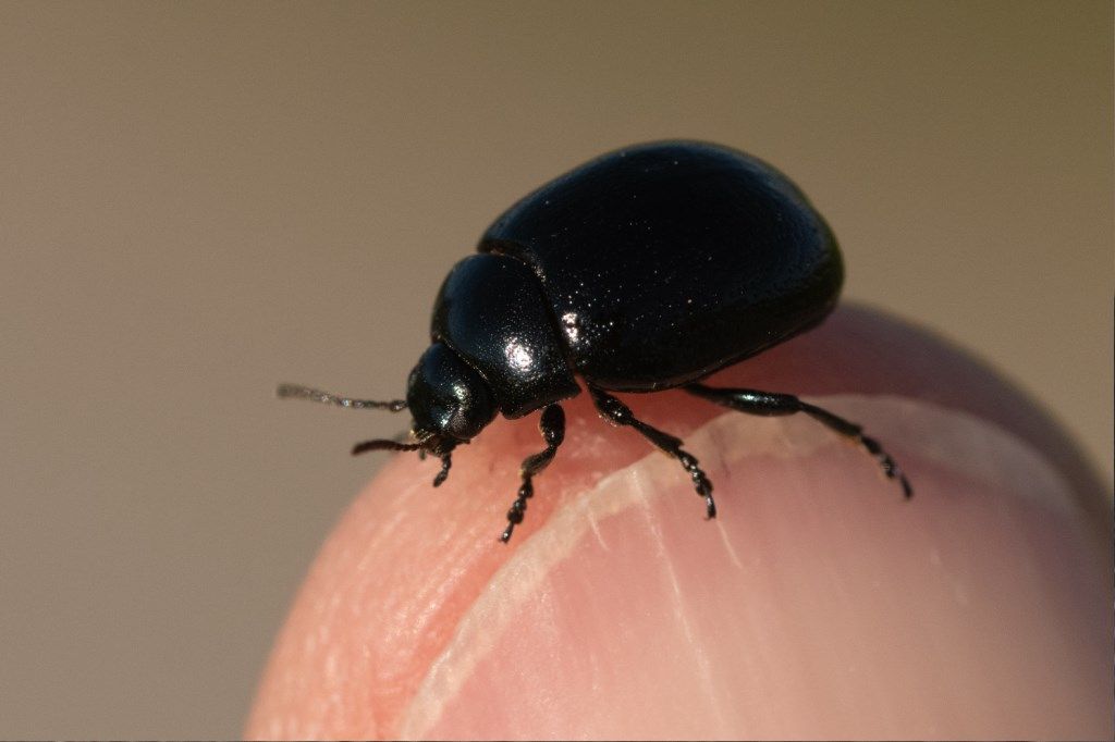 Chrysomelidae: Chrysolina haemoptera