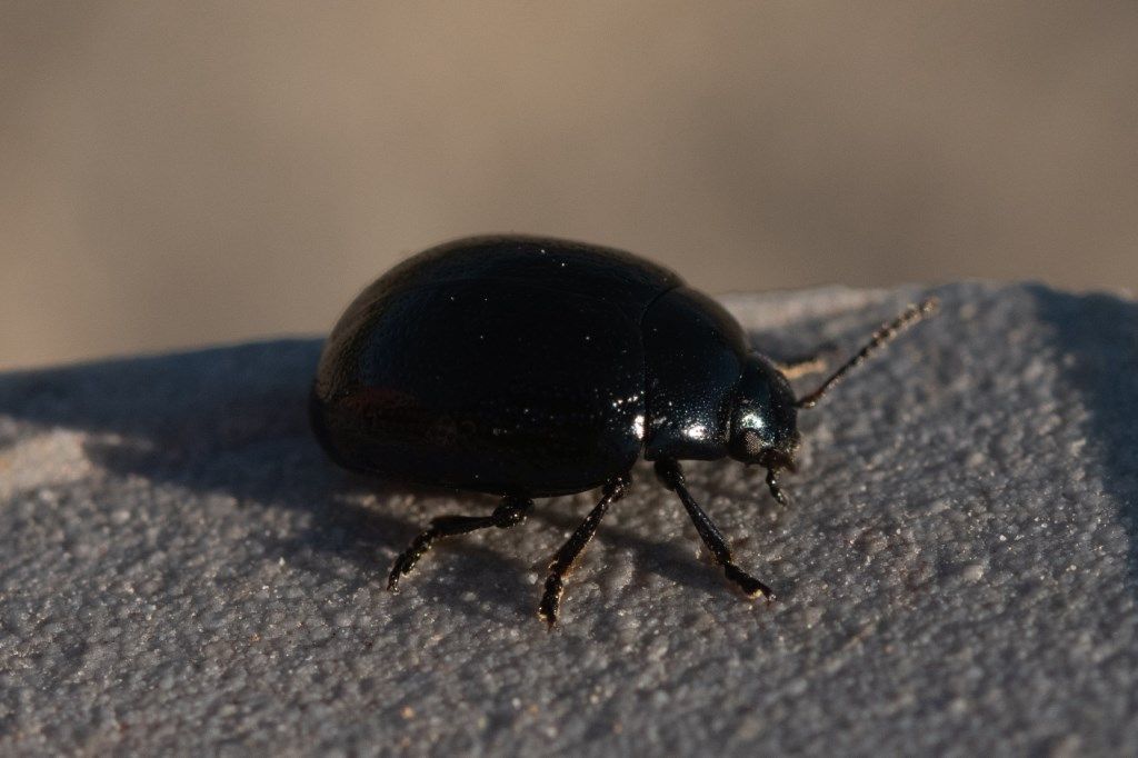 Chrysomelidae: Chrysolina haemoptera